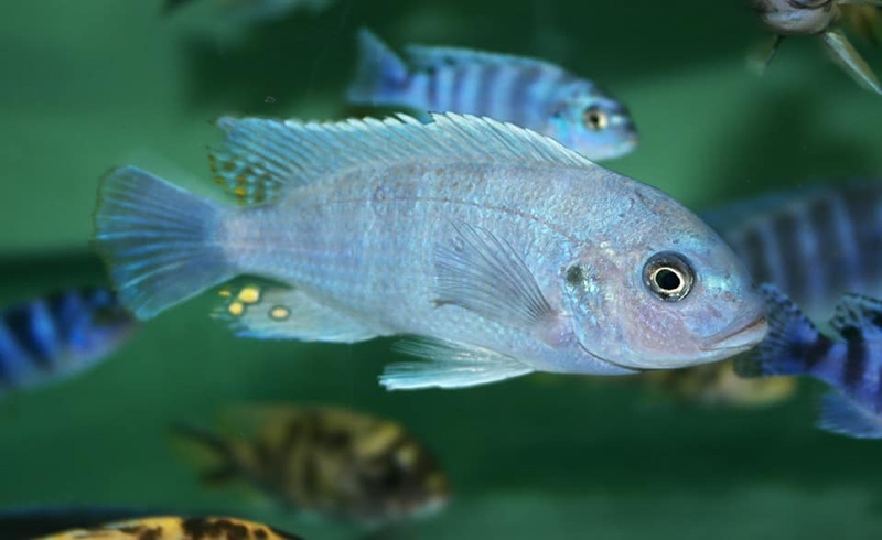 Maylandia zebra 'Jalo Reef'